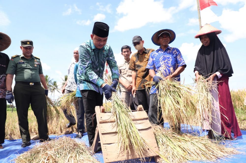 Warga Kelurahan Karatuang, Kecamatan Bantaeng menggelar panen raya bersama, Kamis, 19 Mei 2022. Bupati Bantaeng, DR Ilham Azikin hadir dalam panen raya tersebut.