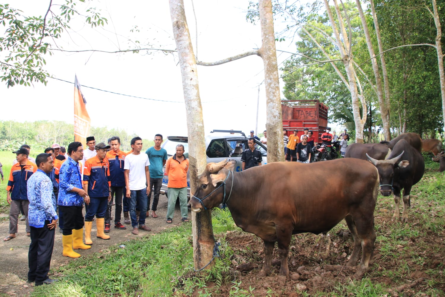 Wakil Bupati Bulukumba, Andi Edy Manaf secara resmi melepas 46 ekor sapi untuk dikirim ke Kalimantan Utara yang peruntukannya untuk hewan qurban.