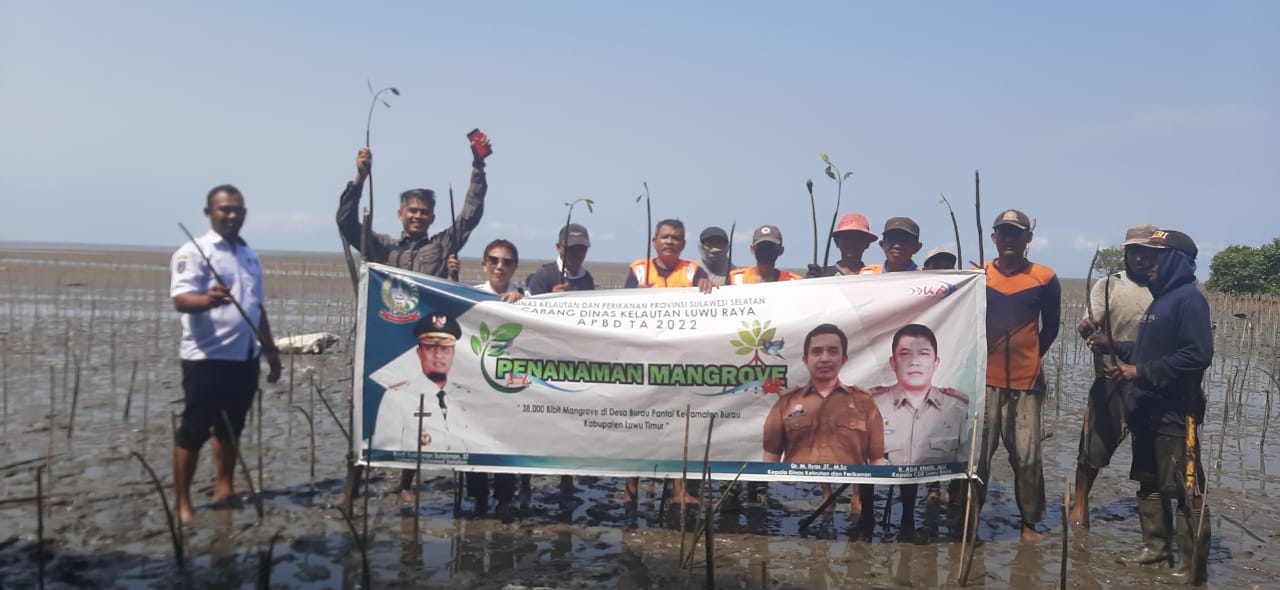 Sebanyak 38 ribu bibit batang pohon mangrove ditanam oleh Pemerintah Provinsi Sulawesi Selatan di Kabupaten Luwu Timur.