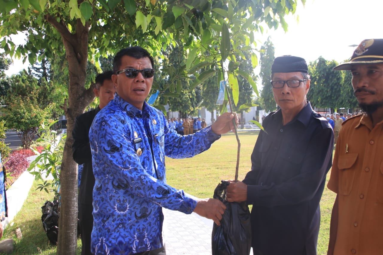 Bupati Bulukumba Andi Muchtar Ali Yusuf membagikan ribuan bibit unggul kepada warganya. Kali ini, sebanyak 2500an bibit unggul jenis mangga.