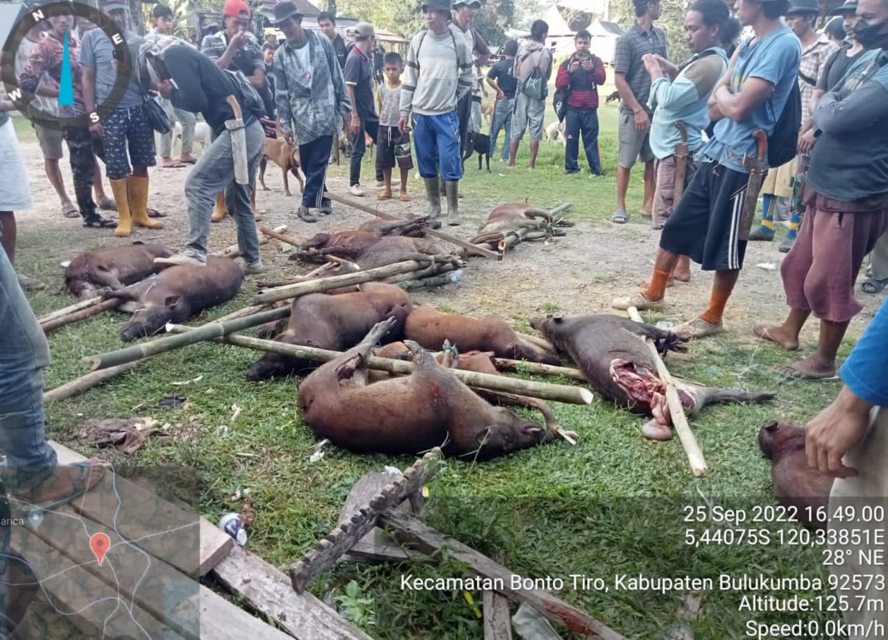 Perburuan hama babi kembali dilaksanakan oleh Tim Pemburu Babi Bulukumba.