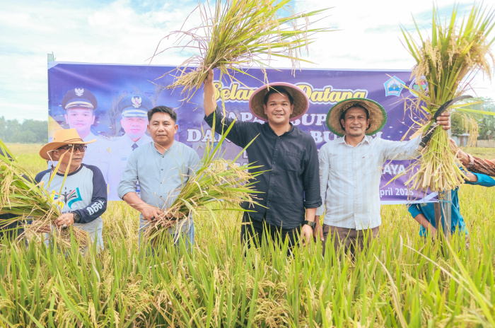 Bupati Kabupaten Bantaeng, Uji Nurdin saat panen raya bersama petani Kabupaten Bantaeng.