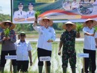 Bupati Pangkep, Muhammad Yusran Lalogau (MYL), memimpin kegiatan tanam padi serentak di Kampung Ujung, Kecamatan Ma’rang, Rabu 23 April 2025.