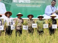 Bupati Luwu Timur, H. Irwan Bachri Syam, bersama unsur Forum Koordinasi Pimpinan Daerah (Forkopimda) Lutim menghadiri panen raya padi di Desa Wanasari, Kecamatan Angkona, Minggu, 04 Mei 2025.