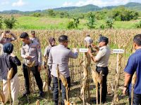 Bupati Bone H. Andi Asman Sulaiman, S.Sos., M.M., mengecek kesiapan panen raya di Desa Bolli Kecamatan Ponre, Kabupaten Bone, Kamis (15/5/2025).
