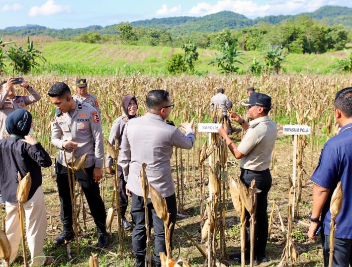 Bupati Bone H. Andi Asman Sulaiman, S.Sos., M.M., mengecek kesiapan panen raya di Desa Bolli Kecamatan Ponre, Kabupaten Bone, Kamis (15/5/2025).