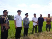 Wakil Ketua DPD RI Apresiasi Kepemimpinan Bupati MYL di Sektor Pertanian