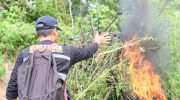 Direktorat Tindak Pidana Narkoba Bareskrim Polri mengungkap ladang ganja seluas 25 hektare di wilayah Beutong Ateuh Banggala, Kabupaten Nagan Raya, Aceh. Dalam pengungkapan ini, dua tersangka berhasil diamankan, sementara satu lainnya masih buron.