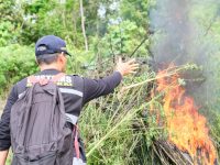 Direktorat Tindak Pidana Narkoba Bareskrim Polri mengungkap ladang ganja seluas 25 hektare di wilayah Beutong Ateuh Banggala, Kabupaten Nagan Raya, Aceh. Dalam pengungkapan ini, dua tersangka berhasil diamankan, sementara satu lainnya masih buron.
