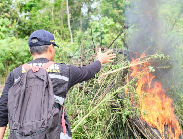 Direktorat Tindak Pidana Narkoba Bareskrim Polri mengungkap ladang ganja seluas 25 hektare di wilayah Beutong Ateuh Banggala, Kabupaten Nagan Raya, Aceh. Dalam pengungkapan ini, dua tersangka berhasil diamankan, sementara satu lainnya masih buron.
