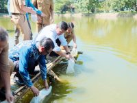 Bupati Bantaeng, M. Fathul Fauzy Nurdin, didampingi mantan Gubernur Sulsel, Prof. Nurdin Abdullah, melepas 25.000 benih Ikan Bandeng di Empang Pantai Marina, Selasa, 1 Juli 2025.