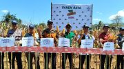 Dalam semangat memperkuat ketahanan pangan nasional dan mendukung target penanaman kuartal III tahun ini, Dinas Pertanian Provinsi Sulawesi Selatan bersama Dinas Pertanian Kabupaten Maros, Balai Pengujian dan Perakitan Tanaman Serealia, serta PT Bayer Indonesia melaksanakan kegiatan Panen Raya Jagung yang berlangsung di lahan petani binaan di Kabupaten Maros.
