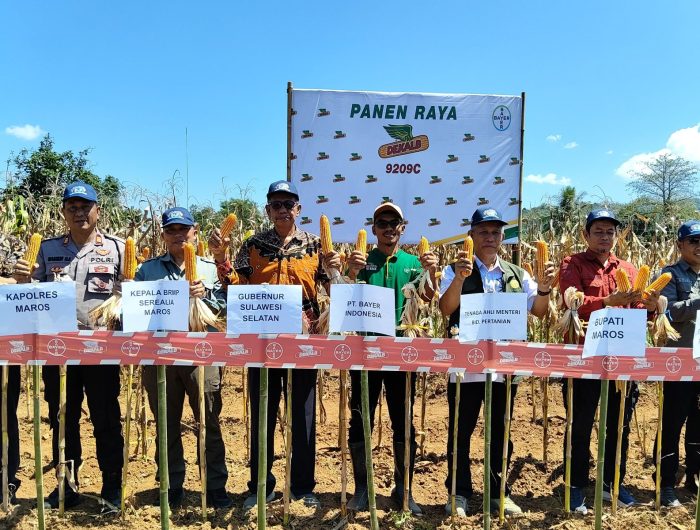Dalam semangat memperkuat ketahanan pangan nasional dan mendukung target penanaman kuartal III tahun ini, Dinas Pertanian Provinsi Sulawesi Selatan bersama Dinas Pertanian Kabupaten Maros, Balai Pengujian dan Perakitan Tanaman Serealia, serta PT Bayer Indonesia melaksanakan kegiatan Panen Raya Jagung yang berlangsung di lahan petani binaan di Kabupaten Maros.