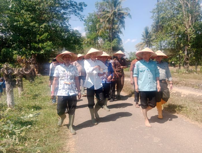 Pemerintah Kabupaten Pangkajene dan Kepulauan (Pangkep) melaksanakan Gerakan Menanam Padi Musim Tanam III Tahun 2025 di lahan persawahan Kelompok Tani Alam Perkasa