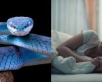 Pernah bermimpi digigit ular? Atau bahkan mimpi gigi copot? Meski sekilas tampak menakutkan, dua mimpi ini ternyata memiliki berbagai makna, tergantung dari perspektif budaya maupun psikologi.