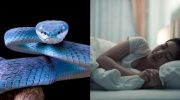Pernah bermimpi digigit ular? Atau bahkan mimpi gigi copot? Meski sekilas tampak menakutkan, dua mimpi ini ternyata memiliki berbagai makna, tergantung dari perspektif budaya maupun psikologi.