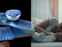 Pernah bermimpi digigit ular? Atau bahkan mimpi gigi copot? Meski sekilas tampak menakutkan, dua mimpi ini ternyata memiliki berbagai makna, tergantung dari perspektif budaya maupun psikologi.