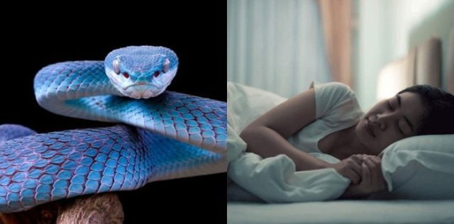 Pernah bermimpi digigit ular? Atau bahkan mimpi gigi copot? Meski sekilas tampak menakutkan, dua mimpi ini ternyata memiliki berbagai makna, tergantung dari perspektif budaya maupun psikologi.