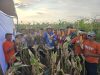 Petani binaan YBM BRILian di Desa Bontonompo, Kabupaten Gowa, merayakan panen raya jagung dengan hasil yang memuaskan. Panen pada 8 Agustus 2025 itu menghasilkan 15.000 kg jagung, mengukuhkan potensi sektor pertanian daerah.