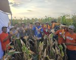 Petani binaan YBM BRILian di Desa Bontonompo, Kabupaten Gowa, merayakan panen raya jagung dengan hasil yang memuaskan. Panen pada 8 Agustus 2025 itu menghasilkan 15.000 kg jagung, mengukuhkan potensi sektor pertanian daerah.