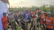 Petani binaan YBM BRILian di Desa Bontonompo, Kabupaten Gowa, merayakan panen raya jagung dengan hasil yang memuaskan. Panen pada 8 Agustus 2025 itu menghasilkan 15.000 kg jagung, mengukuhkan potensi sektor pertanian daerah.