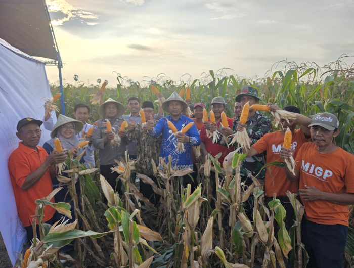 Petani binaan YBM BRILian di Desa Bontonompo, Kabupaten Gowa, merayakan panen raya jagung dengan hasil yang memuaskan. Panen pada 8 Agustus 2025 itu menghasilkan 15.000 kg jagung, mengukuhkan potensi sektor pertanian daerah.