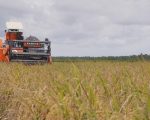 Pemerintah menegaskan komitmen untuk terus memperkuat ketahanan pangan nasional melalui alokasi anggaran sebesar Rp164,4 triliun dalam Rancangan Anggaran Pendapatan dan Belanja Negara (RAPBN) 2026.