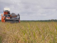 Pemerintah menegaskan komitmen untuk terus memperkuat ketahanan pangan nasional melalui alokasi anggaran sebesar Rp164,4 triliun dalam Rancangan Anggaran Pendapatan dan Belanja Negara (RAPBN) 2026.