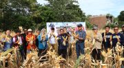 Kerja sama antara Pemerintah Kota Parepare dan Universitas Hasanuddin (Unhas) di bidang pertanian mulai menunjukkan hasil nyata. Wali Kota Parepare, Tasming Hamid, memimpin langsung panen perdana Jagung Jago Unhas (JJUH) di Kelurahan Lappadde, Kecamatan Ujung, Parepare, Jumat (5/9/2025).