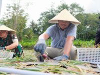Pemerintah Kabupaten (Pemkab) Bantaeng yang bekerjasama dengan Fakulktas Pertanian Universitas Hasanuddin (Unhas), menggelar Panen Perdana Bawang Merah, di Desa Bonto Maccini, Kecamatan Sinoa, Minggu, (28/12/2025).