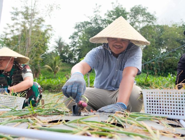 Pemerintah Kabupaten (Pemkab) Bantaeng yang bekerjasama dengan Fakulktas Pertanian Universitas Hasanuddin (Unhas), menggelar Panen Perdana Bawang Merah, di Desa Bonto Maccini, Kecamatan Sinoa, Minggu, (28/12/2025).