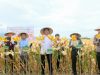 Bupati Bantaeng, Muh. Fathul Fauzy Nurdin (Uji Nurdin) panen perdana Padi Genjah dan Jagung dalam rangka mendukung kemandirian dan swasembada pangan di Kabupaten Bantaeng.