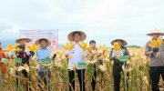 Bupati Bantaeng, Muh. Fathul Fauzy Nurdin (Uji Nurdin) panen perdana Padi Genjah dan Jagung dalam rangka mendukung kemandirian dan swasembada pangan di Kabupaten Bantaeng.