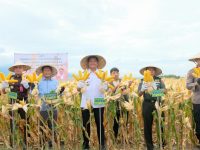 Bupati Bantaeng, Muh. Fathul Fauzy Nurdin (Uji Nurdin) panen perdana Padi Genjah dan Jagung dalam rangka mendukung kemandirian dan swasembada pangan di Kabupaten Bantaeng.