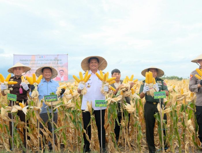 Bupati Bantaeng, Muh. Fathul Fauzy Nurdin (Uji Nurdin) panen perdana Padi Genjah dan Jagung dalam rangka mendukung kemandirian dan swasembada pangan di Kabupaten Bantaeng.