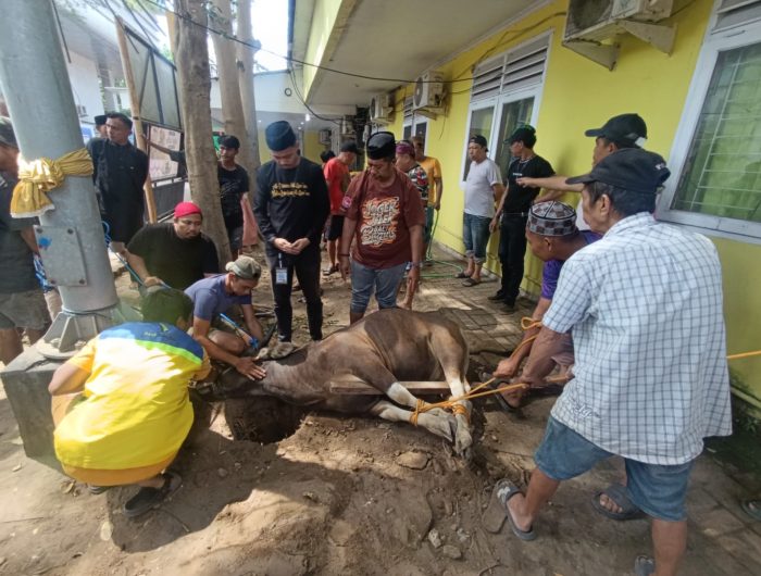Perumda Pasar Makassar Salurkan 3 Ekor Sapi Qurban, Tebar Manfaat untuk Warga dan Pegawai 13 5f1c6b76 82d5 4f87 9986 3169ec6c7f2f