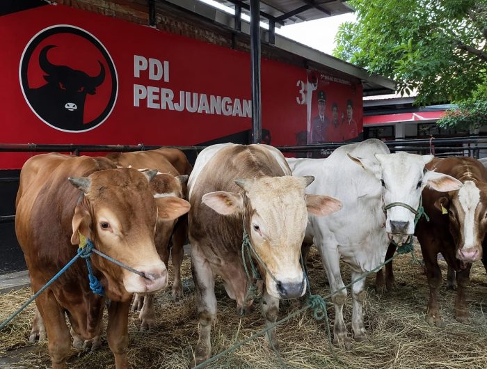 Idul Adha 2026, Ketua PDIP Sulsel ARW Kurban 45 Ekor Sapi 13 a5295202 6123 4735 a95c 0baa7f08df88