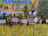 Sekretaris Daerah Kota Parepare, Amarun Agung Hamka saat pesta panen musim tanam 2025/2026.